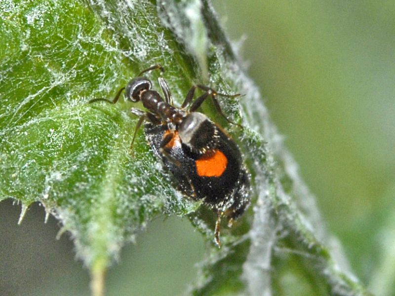 Scymnus cfr. frontalis (Coccinellidae) ed una formica, strana coppia ...